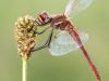 Sympetrum fonscolombii - male - adult / by Stefan Lorenz