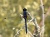 Trithemis festiva - male /by Stephan Dörfler -s022