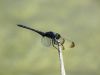 Trithemis festiva - male /by Stephan Dörfler -s880