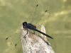 Trithemis festiva - male /by Stephan Dörfler -s903