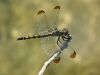 Trithemis festiva - female /by Stephan Dörfler -s924