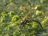 Aeshna subarctica elisabethae, female ovipositing / by Olaf Wolfram, Germany