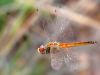 Pantala flavescens - male / by Hanns-Jürgen Roland from Hessen