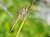 Sympetrum sinaiticum - female / by Adriá Miralles from Barcelona