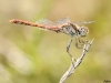 Sympetrum sinaiticum - male / by Adriá Miralles from Barcelona (Spain) 1