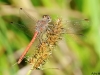 Sympetrum sinaiticum - male / by Adriá Miralles from Barcelona (Spain) 2