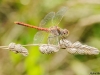 Sympetrum sinaiticum - male / by Adriá Miralles from Barcelona (Spain) 3