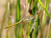 Sympetrum sinaiticum - male immature / by Adriá Miralles from Barcelona (Spain) 4