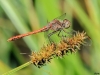 Sympetrum sinaiticum - male / by Adriá Miralles from Barcelona (Spain) 5