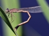 Sympecma paedisca - ovipositing / by Mike Lange from Sachsen