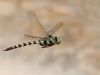 Anax immaculifrons - flying male by Paul Cools