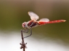 Sympetrum fonscolombii - male _IMG_3906