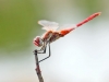 Sympetrum fonscolombii - male _IMG_3937