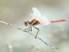 Sympetrum fonscolombii - male _IMG_3953