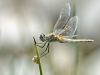 Sympetrum fonscolombii - female adult IMG_9253