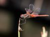 Sympetrum fonscolombii - male adult IMG_9471