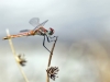 Sympetrum fonscolombii - male _35_2015