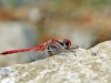 Sympetrum_fonscolombii_male_35