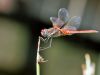 Sympetrum fonscolombii - male adult IMG_947