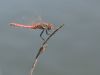 Sympetrum fonscolombii - male adult 3