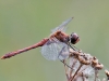 Sympetrum sanguineum