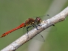 Sympetrum sanguineum