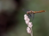 Sympetrum sanguineum