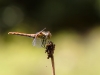 Sympetrum sanguineum