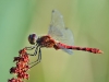 Sympetrum sanguineum