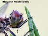 Sympetrum sanguineum-Bestimmungsmerkmal