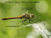 Sympetrum danae - Bestimmungsmerkmale