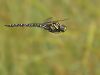 Aeshna subarctica elisabethae - male