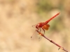 Trithemis kirbyi - male_IMG_1101