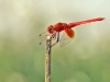 Trithemis kirbyi - male_IMG_1558