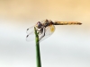 Trithemis kirbyi - female_IMG_1626