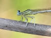 Platycnemis latipes - male - Identification mark = white greaves (tibia) - IMG_2699