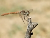 Sympetrum sinaiticum - male IMG_0020