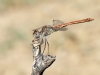 Sympetrum sinaiticum - male IMG_0033