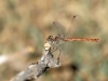 Sympetrum sinaiticum - male IMG_0056