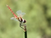 Sympetrum fonscolombii - male obelisk IMG_0182