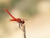 Trithemis kirbyi - male - IMG_0353