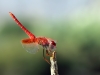 Trithemis kirbyi - male - IMG_0357