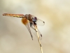 Trithemis kirbyi - female IMG_8115