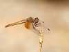 Trithemis kirbyi - female IMG_8120