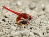 Trithemis kirbyi - male IMG_8186