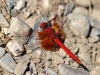 Trithemis kirbyi - male - IMG_8279