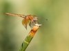 Trithemis kirbyi - male immature - IMG_8504