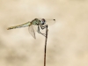 Sympetrum fonscolombii - female IMG_8654