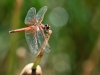 Trithemis kirbyi - female - IMG_8789