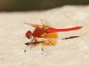 Trithemis kirbyi - male - IMG_8877